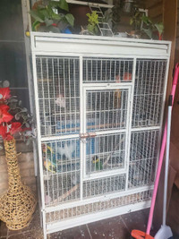 6 lovebirds with cage