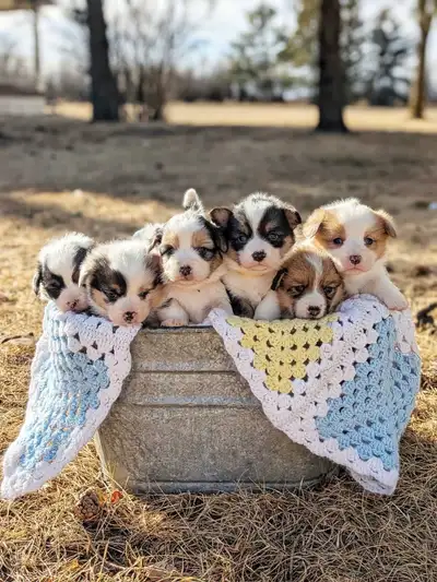 Beautiful Corgi Puppies, View more
