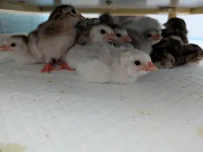 Guinea Keets, View more