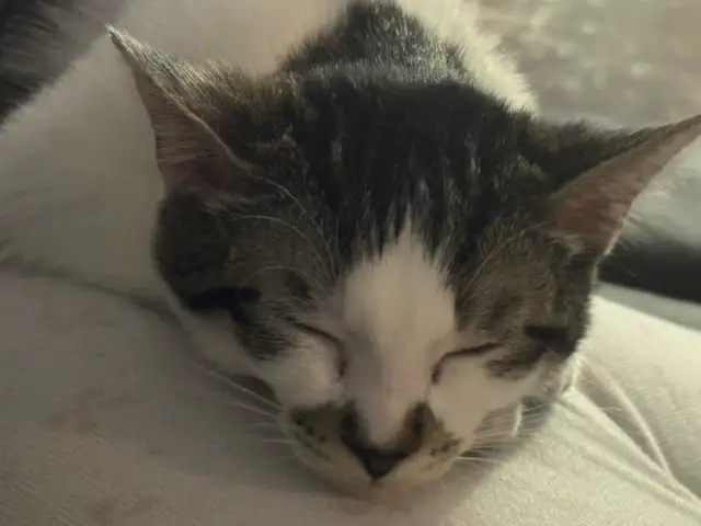 Cute 7 Month Old Female Cat – Friendly &amp; Litter Trained