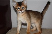 ABYSSINIAN KITTENS / CHATONS ABYSSIN