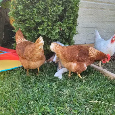 poule brune a vendre, View more