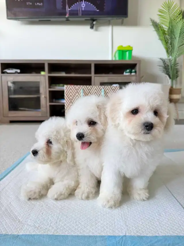 3 left!! Adorable Bichon Frise Puppies in Dogs & Puppies for Rehoming in City of Toronto - Image 2