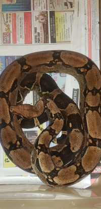 Male Blood Boa 66% Albino