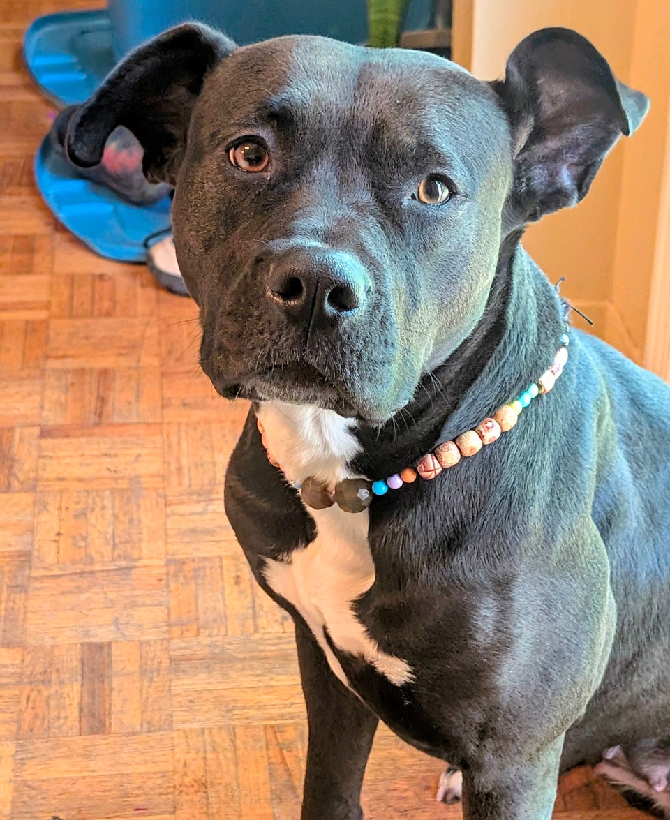 Cutie Patootie Dog to a wonderful home. | Dogs & Puppies for Rehoming ...