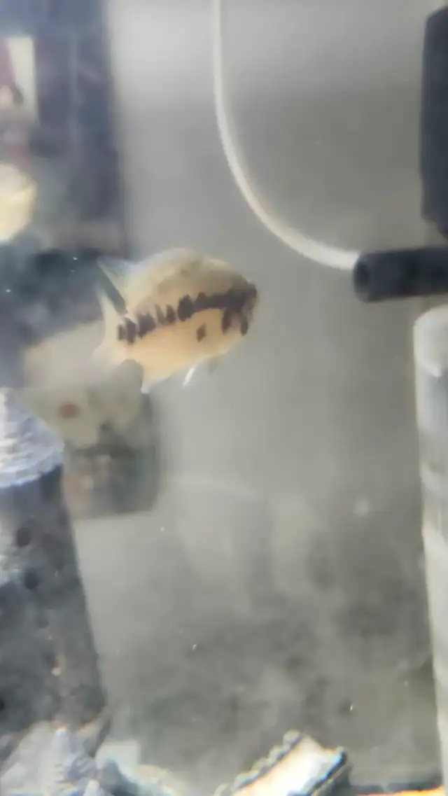 yellowjacket cichlids in Fish for Rehoming in St. Catharines - Image 5