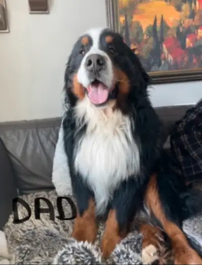 1 Female Bernese Mountain Dog Pups available and ready to join your family. For extra pictures and a...