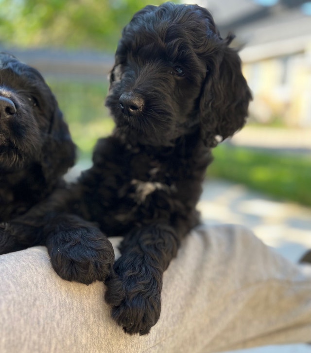 ENGLISH GOLDENDOODLEF1B FLEECE/CURLY COATS Ready Now! Dogs & Puppies for Rehoming