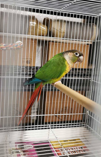 BEAUTIFUL MALE YELLOW SIDED CONURE WITH CAGE AND ACCESSORIES 