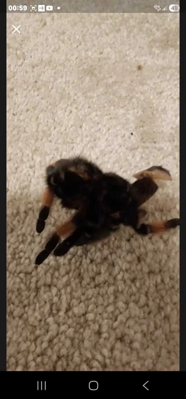 Tarantulas549769176690216961