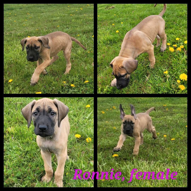 Purebred Great Dane Puppies in Dogs & Puppies for Rehoming in Norfolk County