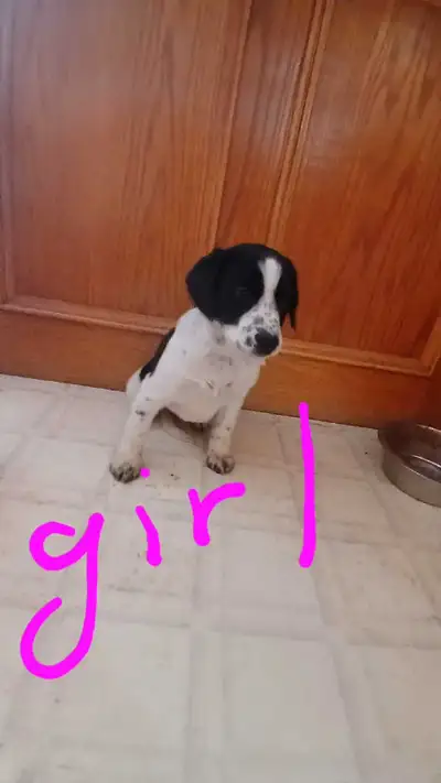 Puppys for sale , View more