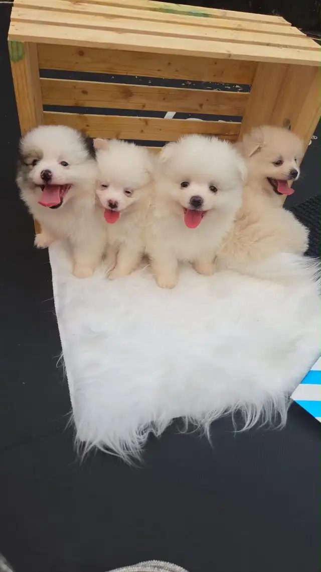 5 Beautiful purebred Pomeranian puppies in Dogs & Puppies for Rehoming in Penticton - Image 7