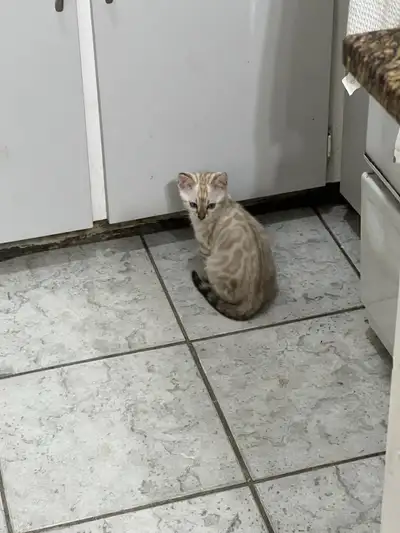 5 petits chatons Bengals lynx et tabby prêt pour rejoindre leur nouvelle famille! Ils viennent vacci...