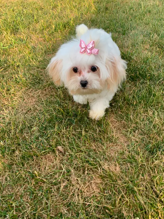 Maltipoo older pup in Dogs & Puppies for Rehoming in Edmonton - Image 4