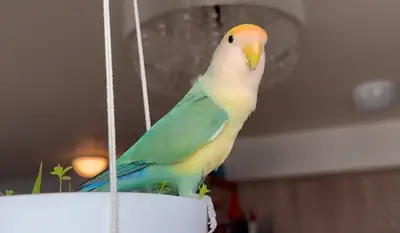 Lovebird, 6 yrs, needs an experienced owner – cage included, View more