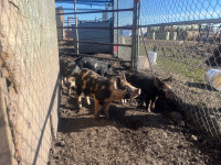 Berkshire X weaner pigs