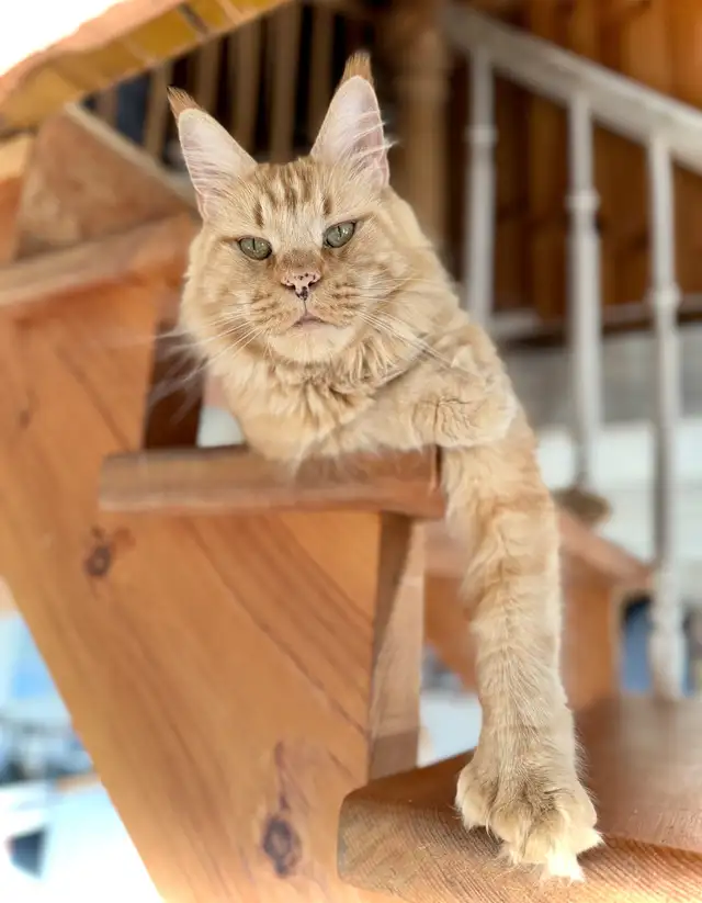 Maine Coon