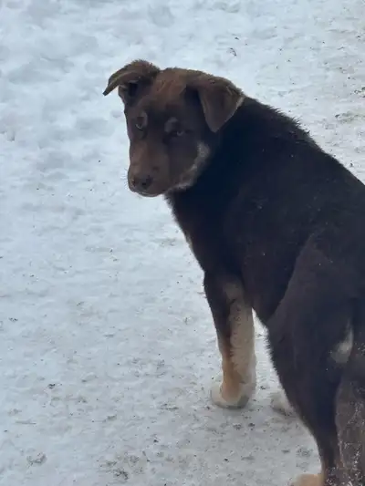 Red Husky/Rottweiler Puppies, View more