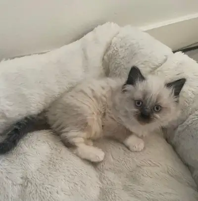 Ragdoll  / /Himalayan Kitten, View more