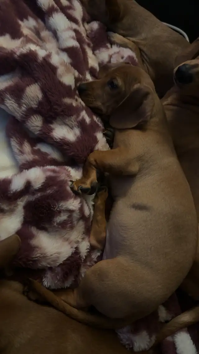chi-weenie puppies!! Only 2 left! in Dogs & Puppies for Rehoming in Strathcona County - Image 6