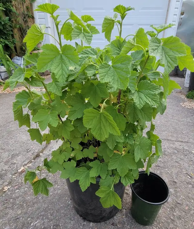 Red Currant (Ribes rubrum 'Red Lake') $10.00 in Plants, Fertilizer & Soil in City of Toronto - Image 5