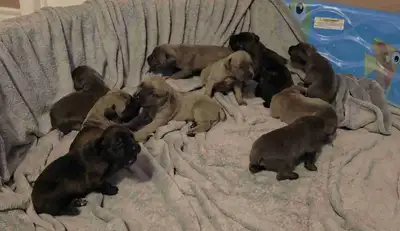 Cane corso puppies born August 17th and ready to go home by October 12th Fermentino - boy x2 Fawn -...