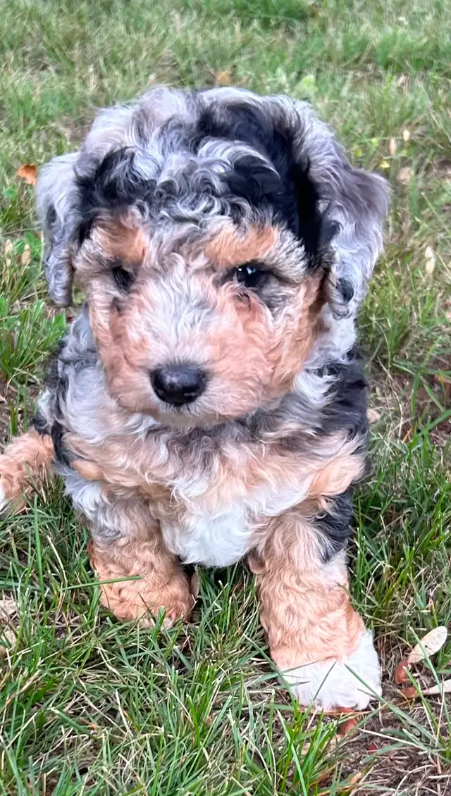 Coton Mix  Pups Rare Merle  - Therapy Dog Potential in Dogs & Puppies for Rehoming in City of Toronto - Image 8