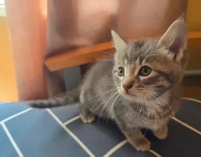 bébé chaton à vendre, View more