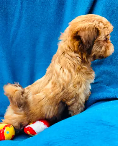 Fluffy Shih Tzu Puppies Ready for Snuggles!, View more