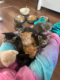 11 kittens 