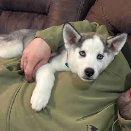 Togo is the last of our litter of 8 pups out of stunning Siberian husky parents! Togo is pure but no...