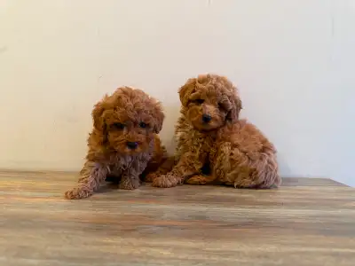 Poodle Puppies, View more