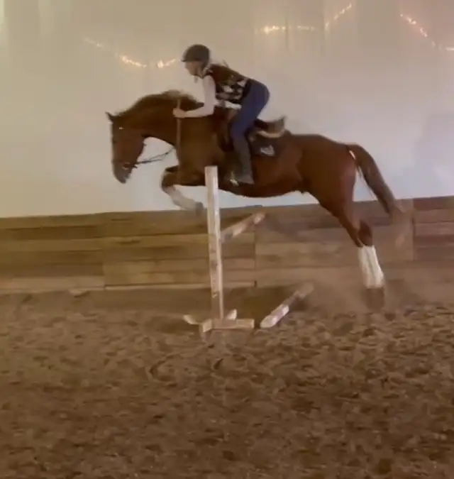 Horseback riding lessons65458275058178125