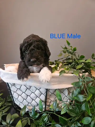Bichonpoo's looking for a lovely home, View more