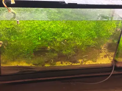 Guppies and Guppy Grass, View more