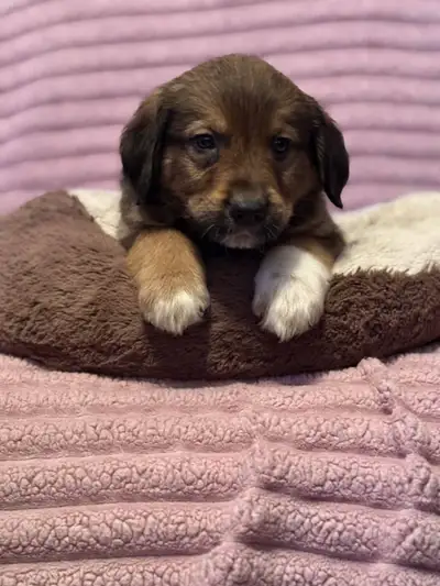 Magnifique chiots Golden mélange keeshond, View more