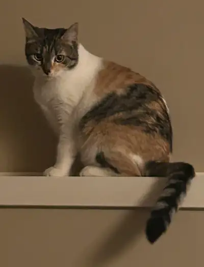 This is Nala she is 2 and half year old indoor fixed female. She’s a quiet girl that I sadly need to...