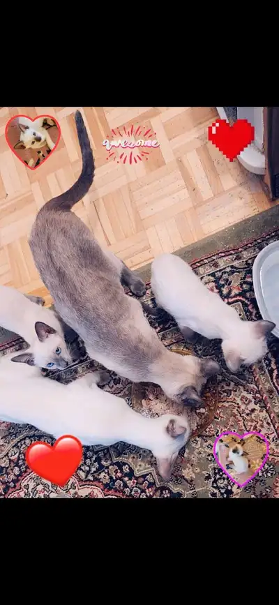 ♥️Sublimes Chatons Siamois Vaccinés♥️Siamese Kittens Vaccinated, View more