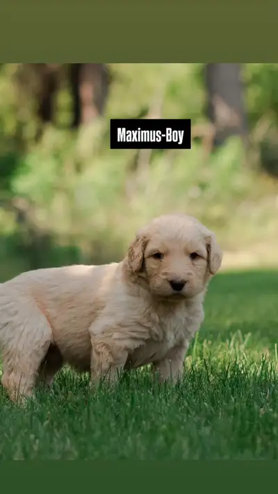 Beautiful F1B Goldendoodles ready soon!, View more