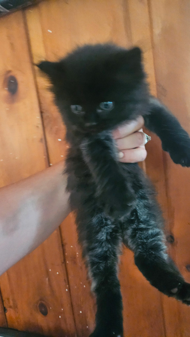 Mixed persian kittens! Wont last long! in Cats & Kittens for Rehoming in Peterborough - Image 4