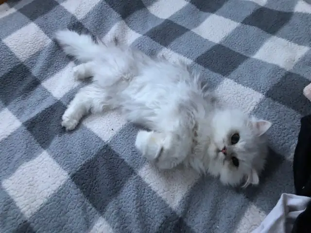 Beautiful Shaded Silver Persian Cats in Cats & Kittens for Rehoming in Lévis - Image 6