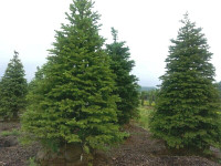 MAY!! COMPLETE INSTALL SPECIALS...TREE FARM DIRECT..20%!!