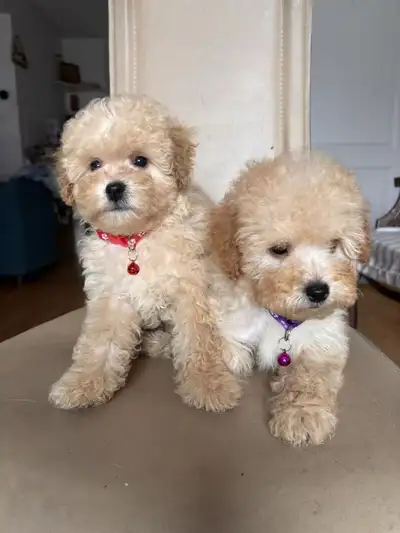 Mini poodle puppies, View more