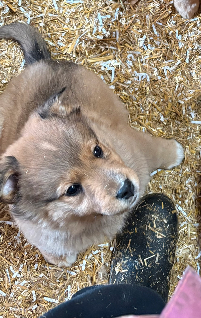Australian Shepherd Mix Ready to go Anytime in Dogs & Puppies for Rehoming in Stratford