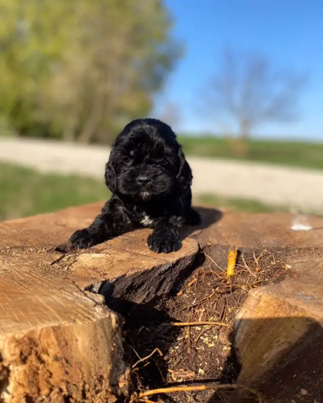 mini Cockapoo puppies  in Dogs & Puppies for Rehoming in Oakville / Halton Region - Image 11