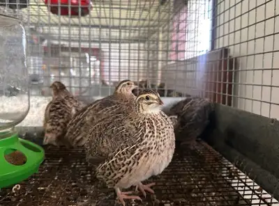 Jumbo Coturnix Quail (all ages), View more