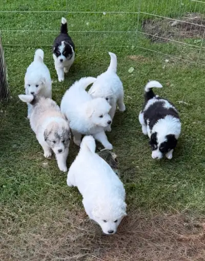 Great Pyrenees/Maremma Puppies, View more