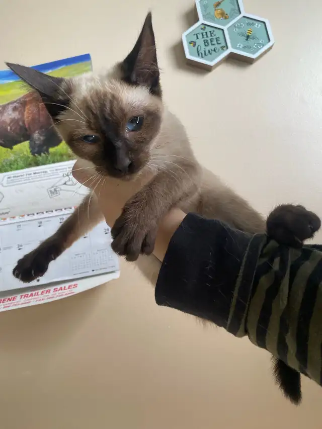 Purebred Siamese Kittens (M) - Ready to Go