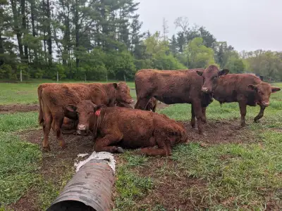 7 - Two year old open Heifers, View more